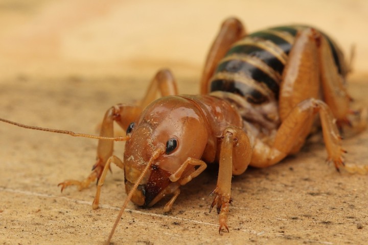 Jerusalem Cricket